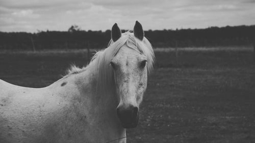 Portrait of horse on field