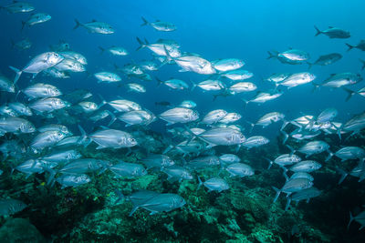 Fish swimming in sea