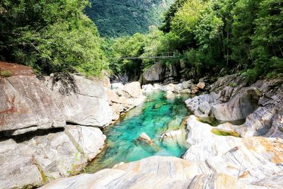 View of river passing through forest