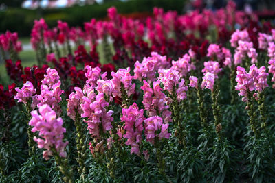 Close-up of purple flowering plants on field