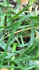 Close-up view of plants