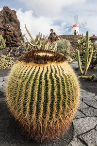 Cactus growing on rock against sky