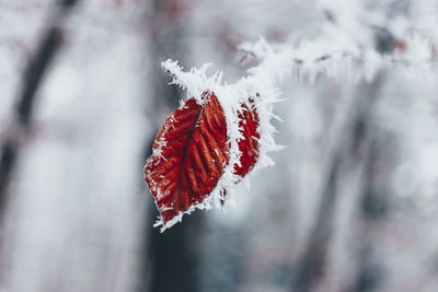 Close-up of frozen plant