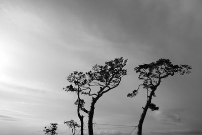 Low angle view of silhouette tree against sky