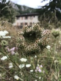 Close-up of flowering plant on field