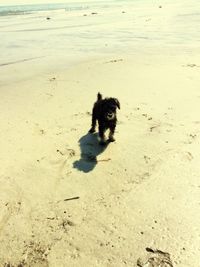 Dog standing on beach