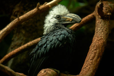 Close-up of bird perching on branch