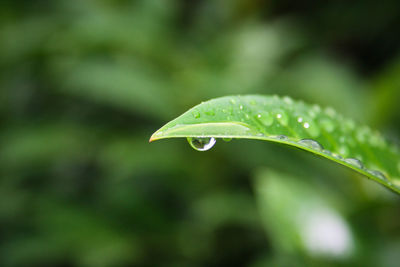 Close-up of water drops on leaf