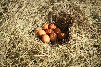 High angle view of eggs in nest