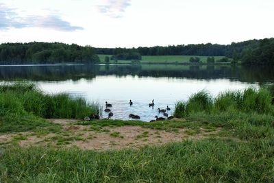 Ducks swimming on lake