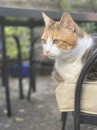 Cat looking away while sitting on chair
