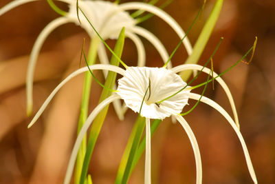 Close-up of white flowering plant