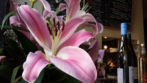 Close-up of pink flowers