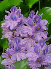 Close-up of purple flowers