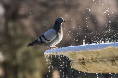 Close-up of bird perching on water