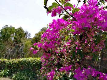 Pink flowers blooming on tree