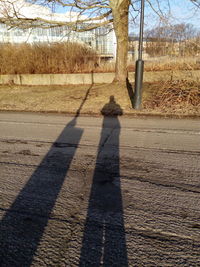 Shadow of tree on ground