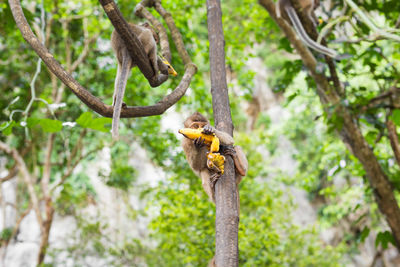 Low angle view of bird perching on tree