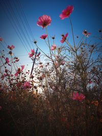 Low angle view of pink flowering plants against blue sky