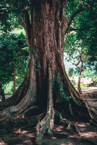 Trees in forest