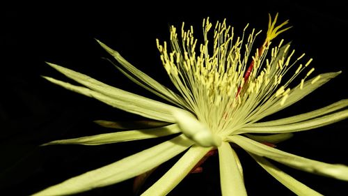 Close-up of flowering plant against black background