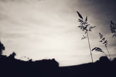 Low angle view of silhouette flowering plants against sky during sunset