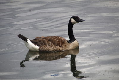 Duck swimming in a lake