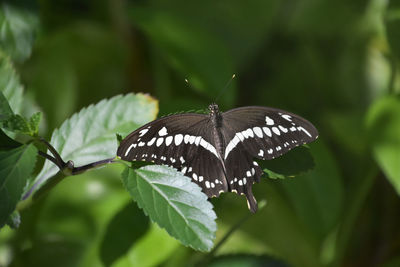 Stunning black and white swallowtail butterfly with wings spread wide open.