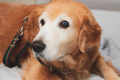 Close-up of a dog looking away