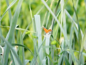 Close-up of bird on grass