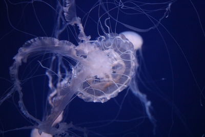 Close-up of jellyfish 