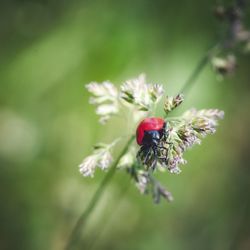 Close-up of insect on flower