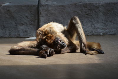 Dog sleeping on the ground