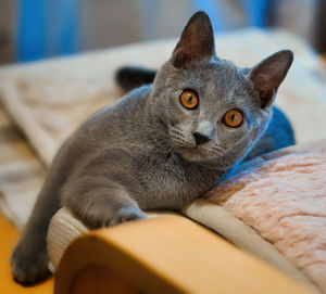 Close-up portrait of a cat