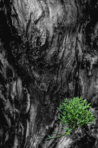 Close-up of tree trunk