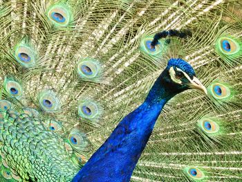 Close-up of peacock