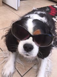 Close-up portrait of a dog