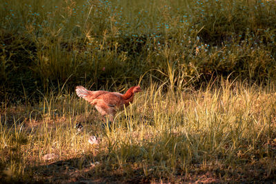 Side view of a bird on grass