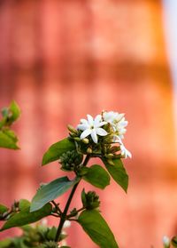 Close-up of flowering plant