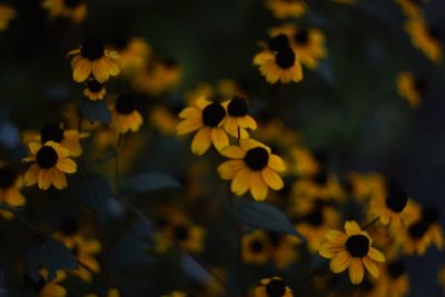 Close-up of yellow flowering plants