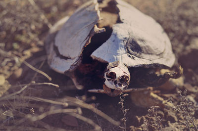 Dead turtle on field