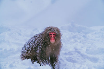 Close-up of monkey