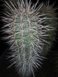 Close-up of cactus plant