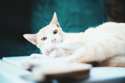 Close-up of cat