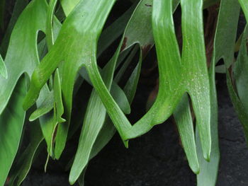 Close-up of succulent plant