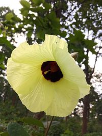 Close-up of yellow flowering plant