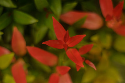 Close-up of red flowers