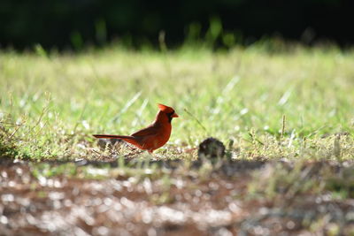 Side view of a bird on field