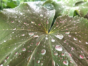 Close-up of water drops on fresh pink flowering plant during rainy season