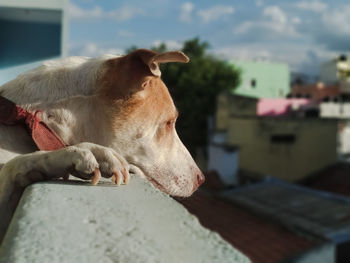 View of a dog relaxing outdoors